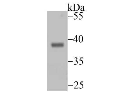 Western Blot: Endo G Antibody (JU31-30) [NBP2-75480] - Analysis of Endo G on mouse heart tissue lysate using anti-Endo G antibody at 1/500 dilution.