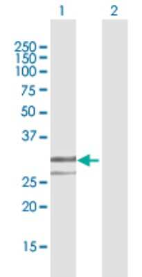 Western Blot: Endo G Antibody [H00002021-B02P] - Analysis of ENDOG expression in transfected 293T cell line by ENDOG polyclonal antibody.  Lane 1: ENDOG transfected lysate(27.39 KDa). Lane 2: Non-transfected lysate.
