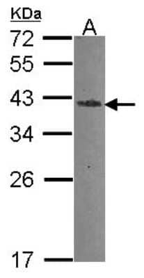 Western Blot: Endo G Antibody [NBP2-16331] - Sample (30 ug of whole cell lysate) A: A549 12% SDS PAGE gel, diluted at 1:500.