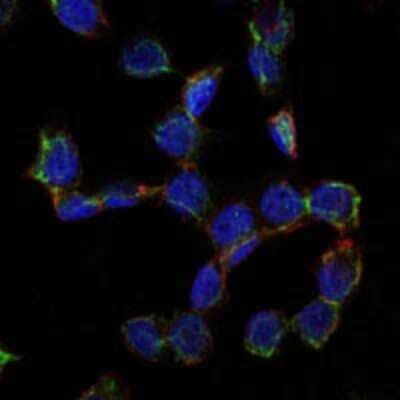 Immunocytochemistry/Immunofluorescence: Endoglin/CD105 Antibody (3A9) - Azide and BSA Free [NBP2-80719] - Analysis of HepG2 cells using CD105 mouse mAb (green). DRAQ5 fluorescent DNA dye (blue). Actin filaments have been labeled with Alexa Fluor-555 phalloidin (red). Image from the standard format of this antibody.