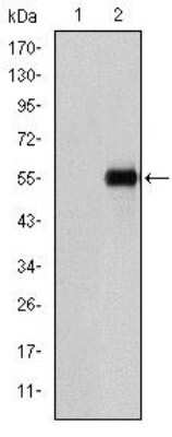 Western Blot: Endoglin/CD105 Antibody (3A9) - Azide and BSA Free [NBP2-80719] - Analysis using CD105 mAb against HEK293 (1) and CD105 (AA: 331-567)-hIgGFc transfected HEK293 (2) cell lysates. Image from the standard format of this antibody.