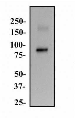 Western Blot: Endoglin/CD105 Antibody (3A9) - Azide and BSA Free [NBP2-80719] - Whole cell protein from HUVEC was separated on a 7.5% gel polyacrylamide gel and transferred to PVDF membrane. The membrane was probed with anti-CD105 antibody at 2 ug/ml and detected with an anti-mouse HRP labeled secondary antibody using chemiluminescence. Image from the standard format of this antibody.