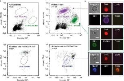 Flow (Cell Surface): Endoglin/CD105 Antibody (MEM-226) [Alexa Fluor® 405] [NB500-452AF405] - Imaging flow cytometry for quantification of presumed hepatocytes (CD45-/SE1-/ASGR1+/OX62-), liver sinusoidal endothelial cells (LSECs) (CD45-/SE1+/ASGR1-/OX62-), and stellate cells (CD45-/CD105+/SE1-/CD14+). Left: fresh livers. Right: 24-h-CI livers. Image collected and cropped by CiteAb from the following publication (//www.nature.com/articles/s41598-020-57589-4) licensed under a CC-BY license.