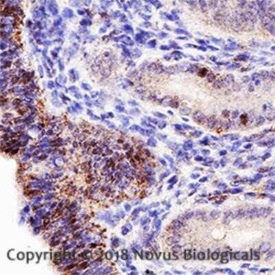 Immunohistochemistry-Paraffin: Endoglin/CD105 Antibody (MJ7/18) - Azide and BSA Free [NBP2-80718] - Analysis of a FFPE mouse ductus deference using a 1:50 dilution of CD105 antibody (clone MJ7/18) on a Bond Rx autostainer (Leica Biosystems). The assay involved 20 minutes of heat induced antigen retrieval (HIER) using 10mM sodium citrate buffer (pH 6.0)