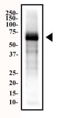 Western Blot: Endoglin/CD105 Antibody (MJ7/18) - Azide and BSA Free [NBP2-80718] - Total protein from mouse placenta was separated on a 12% gel by SDS-PAGE, transferred to PVDF membrane and blocking in 5% non-fat milk in TBST. The membrane was probed with 2 ug/ml anti-CD105 (NB100-77666) in 1% milk/TBST and detected with an anti-rat HRP conjugated secondary antibody using chemiluminescence. Image from the standard format of this antibody.