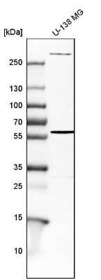 Western Blot: Endoglin/CD105 Antibody [NBP1-91212] - Analysis in human cell line U-138 MG.