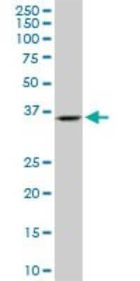 Western Blot: Endophilin A1/SH3GL2 Antibody (2G6) [H00006456-M06] - Analysis of SH3GL2 expression in PC-12 (Cat # L012V1).