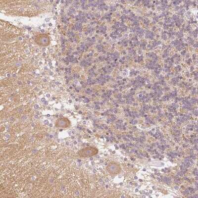 Immunohistochemistry: Endophilin A1/SH3GL2 Antibody [NBP2-38996] - Staining of human cerebellum shows moderate cytoplasmic positivity in Purkinje cells.