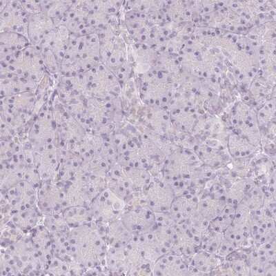 Immunohistochemistry-Paraffin: Endophilin A1/SH3GL2 Antibody [NBP2-38996] - Staining of human pancreas shows low expression as expected.