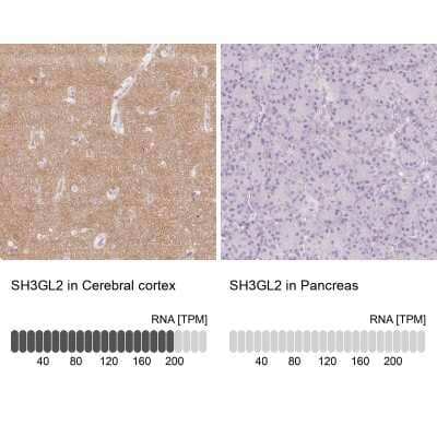 <b>Orthogonal Strategies Validation. </b>Immunohistochemistry-Paraffin: Endophilin A1/SH3GL2 Antibody [NBP2-38996] - Staining in human cerebral cortex and pancreas tissues using anti-SH3GL2 antibody. Corresponding SH3GL2 RNA-seq data are presented for the same tissues.