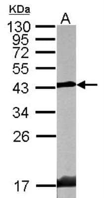 Western Blot: Endophilin A1/SH3GL2 Antibody [NBP2-20345] - Sample (20 ug of whole cell lysate) A: mouse brain 10% SDS PAGE gel, diluted at 1:10000.