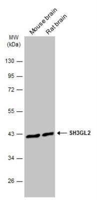 Western Blot: Endophilin A1/SH3GL2 Antibody [NBP2-20345] - Various tissue extracts (50 ug) were separated by 10% SDS-PAGE, and the membrane was blotted with SH3GL2 antibody [N1C1] diluted at 1:10000. The HRP-conjugated anti-rabbit IgG antibody was used to detect the primary antibody.