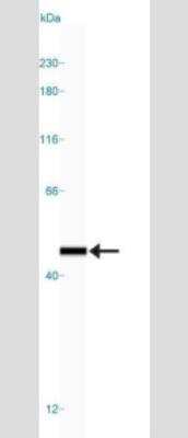 Simple Western: Endophilin B1/Bif-1 Antibody (30A882.1.1) - Azide Free [NBP2-33258] - Simple Western lane view shows a specific band for Endophilin B1/Bif-1 in 0.05 mg/ml of Jurkat lysate.  This experiment was performed under reducing conditions using the 12-230 kDa separation system.