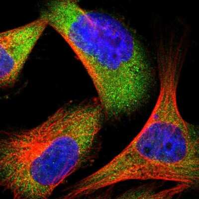 Immunocytochemistry/Immunofluorescence: Endophilin B1/Bif-1 Antibody [NBP1-89972] - Staining of human cell line U-251 MG shows localization to cytosol. Antibody staining is shown in green.