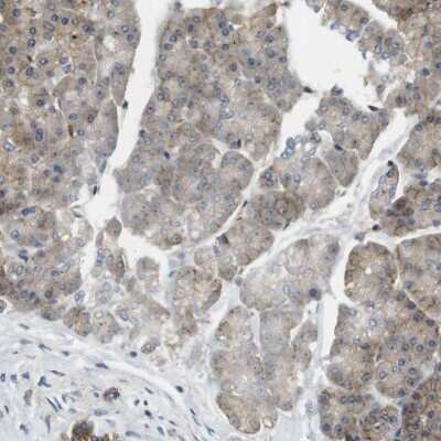 Immunohistochemistry-Paraffin: Endophilin B1/Bif-1 Antibody [NBP1-89972] - Staining of human pancreas shows low expression as expected.