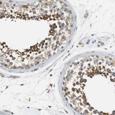 Immunohistochemistry-Paraffin: Endophilin B1/Bif-1 Antibody [NBP1-89972] - Staining of human testis shows high expression.