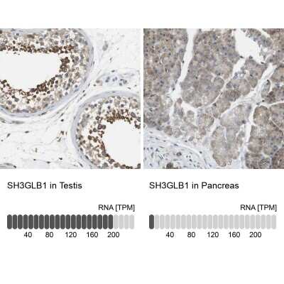 Immunohistochemistry-Paraffin: Endophilin B1/Bif-1 Antibody [NBP1-89972] - Staining in human testis and pancreas tissues using anti-SH3GLB1 antibody. Corresponding SH3GLB1 RNA-seq data are presented for the same tissues.