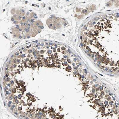 Immunohistochemistry-Paraffin: Endophilin B1/Bif-1 Antibody [NBP1-89973] - Staining of human testis shows distinct cytoplasmic positivity in cells in seminiferus ducts.