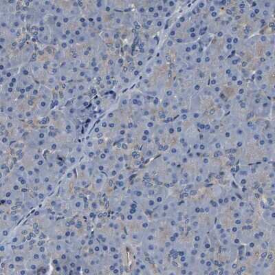 Immunohistochemistry-Paraffin: Endophilin B1/Bif-1 Antibody [NBP1-89973] - Staining of human pancreas shows low expression as expected.