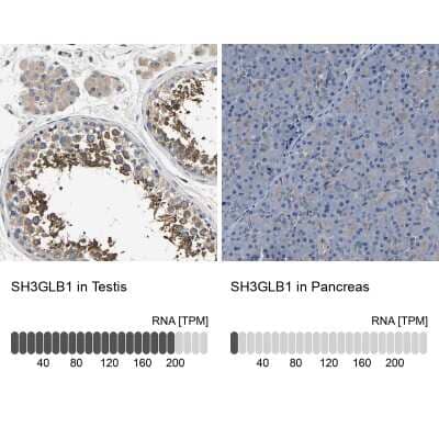 <b>Orthogonal Strategies Validation. </b>Immunohistochemistry-Paraffin: Endophilin B1/Bif-1 Antibody [NBP1-89973] - Staining in human testis and pancreas tissues using anti-SH3GLB1 antibody. Corresponding SH3GLB1 RNA-seq data are presented for the same tissues.