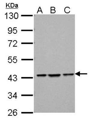 Western Blot: Endophilin B1/Bif-1 Antibody [NBP1-31130] -  Sample (30 ug of whole cell lysate) A: NIH-3T3 B: JC C: BCL-1 10% SDS PAGE; antibody diluted at 1:1000.