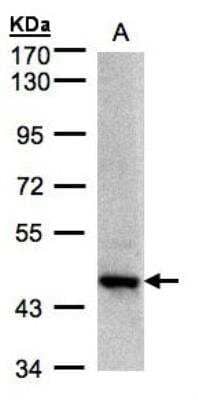 Western Blot: Endophilin B1/Bif-1 Antibody [NBP1-31130] - (30 ug of whole cell lysate) A: H1299 7. 5% SDS PAGE, antibody diluted at 1:1000.