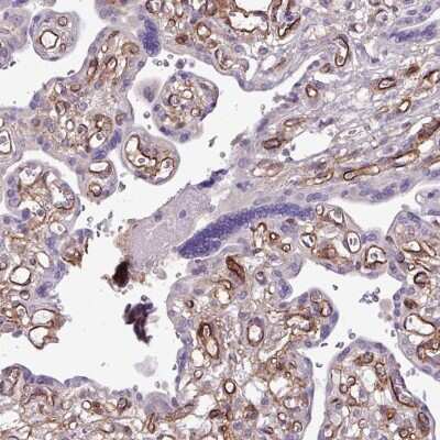 Immunohistochemistry-Paraffin: Endosialin/CD248/TEM1 Antibody [NBP2-14462] - Staining of human placenta shows high expression.