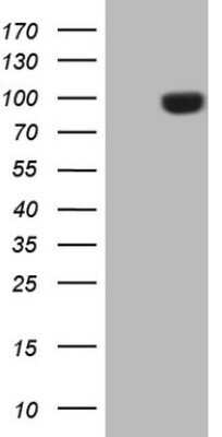 Western Blot: Endosialin/CD248/TEM1 Antibody (OTI4B8) - Azide and BSA Free [NBP2-72075] - Analysis of HEK293T cells were transfected with the pCMV6-ENTRY control (Left lane) or pCMV6-ENTRY CD248 .