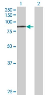Western Blot: Endosialin/CD248/TEM1 Antibody [H00057124-B01P] - Analysis of CD248 expression in transfected 293T cell line by CD248 polyclonal antibody.  Lane 1: CD248 transfected lysate(83.27 KDa). Lane 2: Non-transfected lysate.