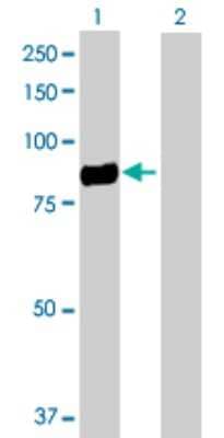 Western Blot: Endosialin/CD248/TEM1 Antibody [H00057124-D01P] - Analysis of CD248 expression in transfected 293T cell line by CD248 polyclonal antibody.Lane 1: CD248 transfected lysate(80.90 KDa).Lane 2: Non-transfected lysate.