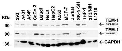 <b>Independent Antibodies Validation. </b>Western Blot: Endosialin/CD248/TEM1 Antibody [NBP1-77311] - Independent Antibody Validation (IAV) via Protein Expression Profile in Cell LinesLoading: 15 ug of lysates per lane.Antibodies: TEM-1 NBP1-77310, (2 ug/mL), TEM-1 NBP1-77311, ( 1ug/mL), and GAPDH (0.02 ug/mL), 1h incubation at RT in 5% NFDM/TBST.Secondary: Goat anti-rabbit IgG HRP conjugate at 1:10000 dilution.