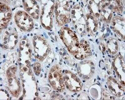 Immunohistochemistry-Paraffin: Endothelial Lipase Antibody (OTI1D9) [NBP2-02396] - Staining of paraffin-embedded Human Kidney tissue using anti-Endothelial Lipase mouse monoclonal antibody.