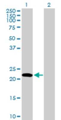 Western Blot: Endothelin-1 Antibody [H00001906-D01P] - Analysis of EDN1 expression in transfected 293T cell line by EDN1 polyclonal antibody.Lane 1: EDN1 transfected lysate(24.40 KDa).Lane 2: Non-transfected lysate.