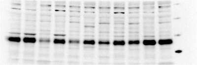 Western Blot: Endothelin 2 Antibody (3B4-1C5) [H00001907-M01] - Normal and tumor colon tissue lysates from rats treated with  PhIP