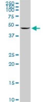 Western Blot: Enolase 1 Antibody (1G1) [H00002023-M04] - Analysis of ENO1 expression in Raw 264.7 (Cat # L024V1).