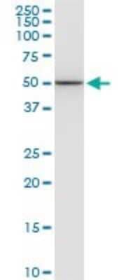 Western Blot: Enolase 1 Antibody (1G1) [H00002023-M04] - Analysis of ENO1 expression in MCF-7.