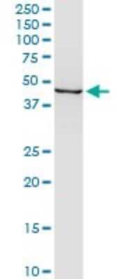 Western Blot: Enolase 1 Antibody (1G1) [H00002023-M04] - Analysis of ENO1 expression in human colon.