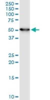 Western Blot: Enolase 1 Antibody (3C8) [H00002023-M03] - Analysis of ENO1 expression in MCF-7.