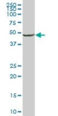 Western Blot: Enolase 1 Antibody (5F4) [H00002023-M08] - Analysis of ENO1 expression in HepG2 (Cat # L019V1).