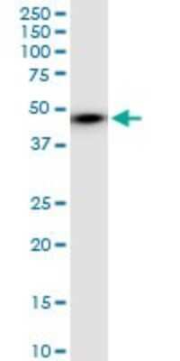 Western Blot: Enolase 1 Antibody (5F4) [H00002023-M08] - Analysis of ENO1 expression in MCF-7.
