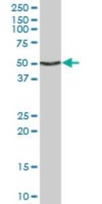 Western Blot: Enolase 1 Antibody (9E4) [H00002023-M10] - Analysis of ENO1 expression in HepG2 (Cat # L019V1).