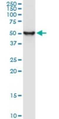 Western Blot: Enolase 1 Antibody (9E4) [H00002023-M10] - Analysis of ENO1 expression in MCF-7.