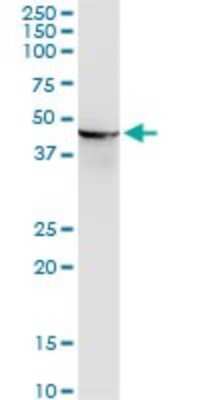 Western Blot: Enolase 1 Antibody (9E4) [H00002023-M10] - Analysis of ENO1 expression in human colon.