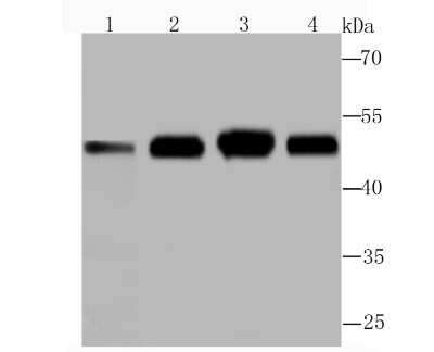 Western Blot: Enolase 1 Antibody (JM63-53) [NBP2-75481] - Analysis of ENO1 on different lysates using anti-ENO1 antibody at 1/1,000 dilution.Positive control:Lane 1: Rat brain tissue   Lane 2: NIH-3T3Lane 3: Hela               Lane 4: HepG2