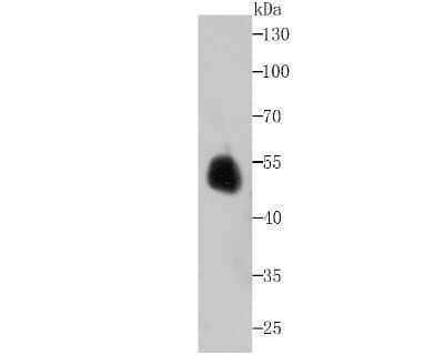 Western Blot: Enolase 1 Antibody (JM63-53) [NBP2-75481] - Western blot analysis of Enolase 1 on Zebrafish tissue lysates using anti-Enolase 1 antibody at 1/1,000 dilution.