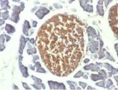 Immunohistochemistry-Paraffin: Enolase 2/Neuron-specific Enolase Antibody (ENO2/1462) - Azide and BSA Free [NBP2-59603] - Formalin-fixed, paraffin-embedded Mouse Pancreas stained with NSE gamma Monoclonal Antibody (ENO2/1462)