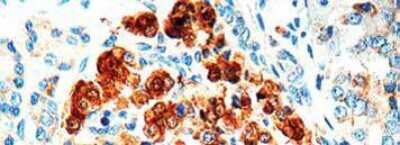 Immunohistochemistry-Paraffin: Enolase 2/Neuron-specific Enolase Antibody [NB120-834] - Staining of Human pancreas