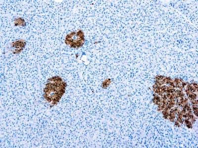 Immunohistochemistry-Paraffin: Enolase 2/Neuron-specific Enolase Antibody [NB120-834] - Formalin fixed paraffin embedded human pancreas stained with Enolase 2/Neuron-specific Enolase antibody (NB120-834).