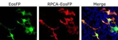 Immunocytochemistry/Immunofluorescence: EosFP Antibody [NBP3-05557] - HEK293 cells were transfected EosFP (left image) and stained with RPCA-EosFP antibody followed by goat anti rabbit Alexa-594 conjugate (middle image). The right image shows the two images superimposed, clearly RPCA-EosFP staining closely matches EosFP expression.