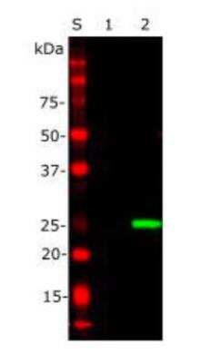 Western Blot: EosFP Antibody [NBP3-05557] - Western blot analysis of EosFP antibody. Lane 1: Non-transfected HEK293 crude homogenate. Lane 2: Crude homogenate of transfected HEK293 cells which overexpress protein EosFP. Lane S: Protein standard of indicated molecular weight RPCA-EosFP at 1:1,000 dilution reveals a strong clean band at ~25 kDa corresponding to EosFP in transfected cells, which is absent from non-transfected cells.